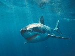 Great White Shark