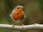 Bird on a perch