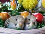 Easter Egg with budgerigar