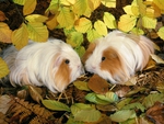 Autumn Guinea Pigs