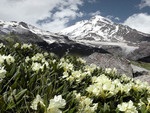 Rockies Mountain Flower