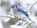 Bluejay in winter