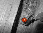 lady bug