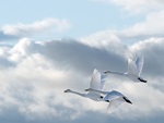 Swans in the sky