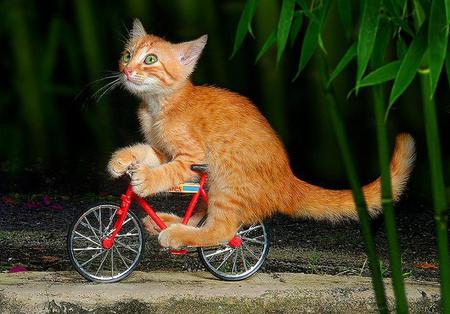 Cat Cycling - funny pics, cat, cycling, bike, kitten, funny, cute, bicycle, kitty