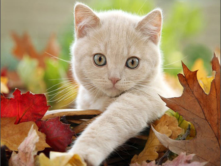 romantic cat - leaves, romantic, cat, autumn