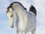 White Beauty