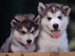 Alaskan Malamute Puppies