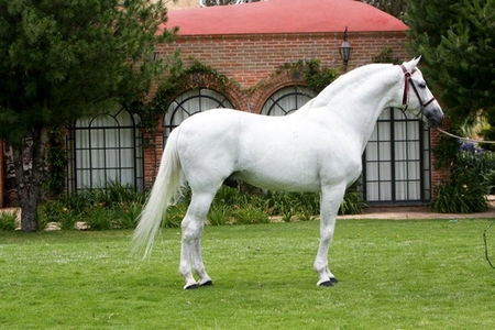 White Andalusian - spanish, white, horses, andalusian