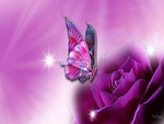 Velvet Rose and Butterfly