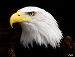 EYE OF THE EAGLE