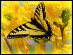 Yellow wings and blooms