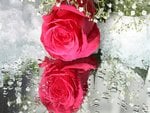 Beautiful rose