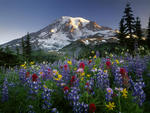 USA Washington Mt Rainier NP Spectacular summer display of wildflowers at sunrise