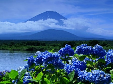 BLUE BEAUTY - blossoms, lake, spring, mountain