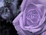 purple soft rose