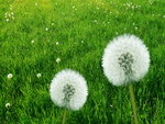 dandelion - macro