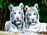 WHITE TIGER CUBS