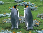 king_penguins_falkland_island