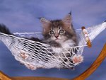 Kitty in hammock