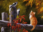 Red Tabby and Woodpeckers