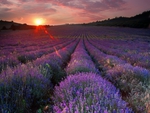 Lavender Field