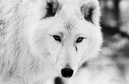 Beautiful White Wolf - animal, dogs, wolf, other