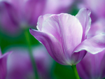 Purple tulip