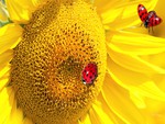 Ladybugs Sunflower