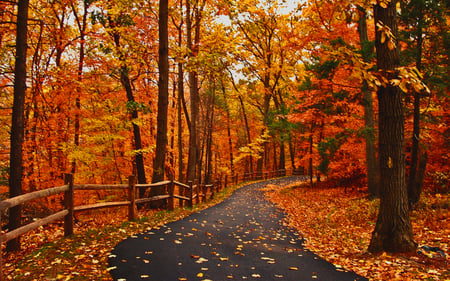 Autumn Road - pretty, scenery, great, path, hdr, nice, woods, road, beauty, colors, fence, fall, nature, autumn, alley, amazing, autumn colors, splendor, landscape, grass, forest, walk, leaves, view, golden, trees, beautiful, photography, cool, orange, lovely, tree, season, peaceful, park