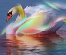 color swan