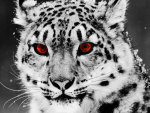 Red Eyed Leopard