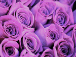 Purple roses for Luiza..