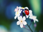 Ladybug