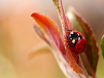 Ladybug