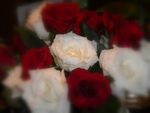 Beauty of roses!