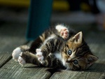 Playful cat