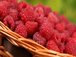 Fresh Raspberries for my friends