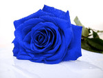 The Rare Blue Rose