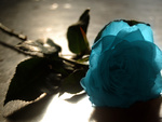 Lonely blue rose