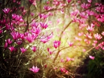 PINK BLOSSOMS