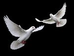 Doves In Flight