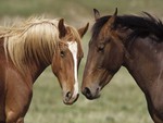 Horses in love