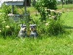 Miniture Schnauzers