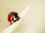 Ladybug