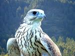 Regal White Falcon