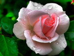 Pink rose in bloom after a rain shower