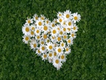 Heart Of Flowers