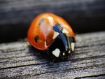 Ladybug