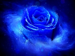 BUBBLY BLUE ROSE